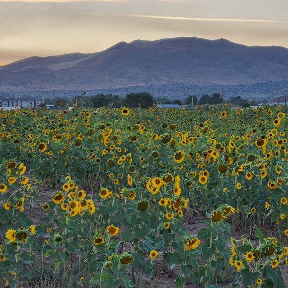 Meet your Posher, Lupitathrifts! - Picture 1 of 1